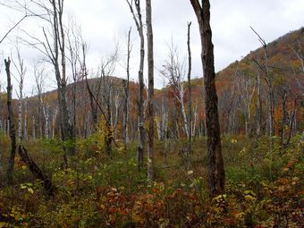 Větší verze po kliknutí. Cestou na vrchol hory Mont-Termblant, Kanada (9. 10. 2007)